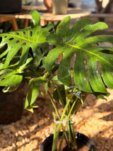 Monstera Deliciosa