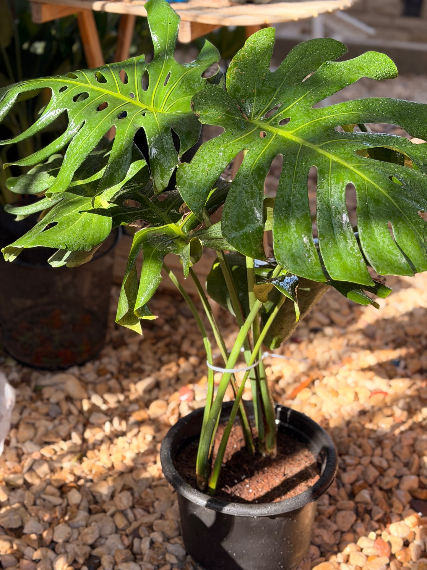 Monstera Deliciosa