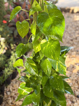 Pothos on stick - 120 cm