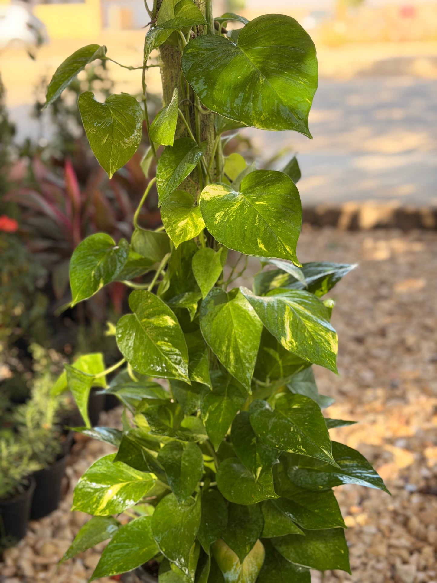 Pothos on stick - 120 cm