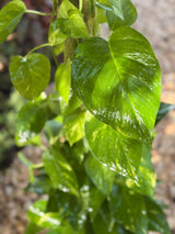 Pothos on stick - 120 cm