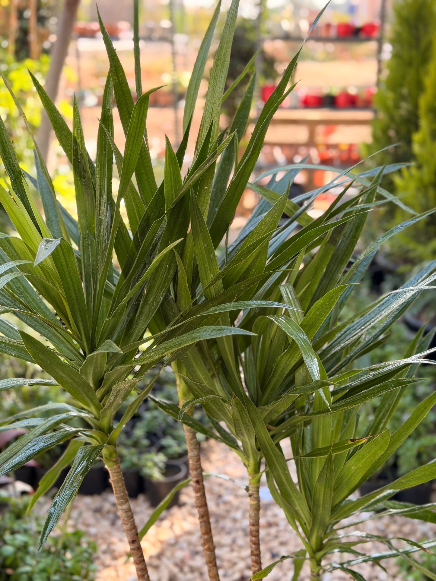Dracaena Marginata