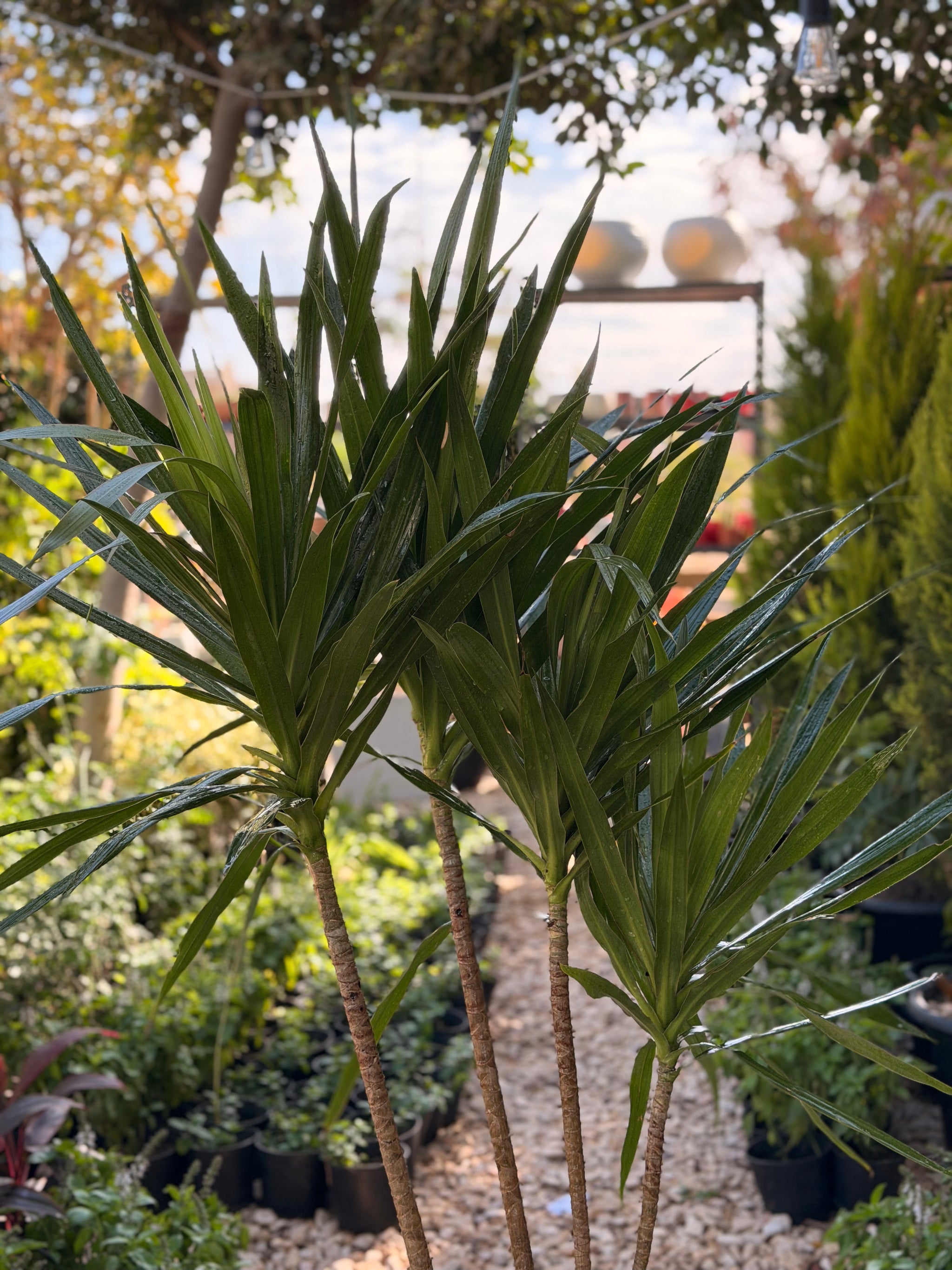 Dracaena Marginata