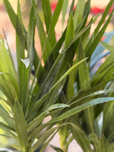 Dracaena Marginata
