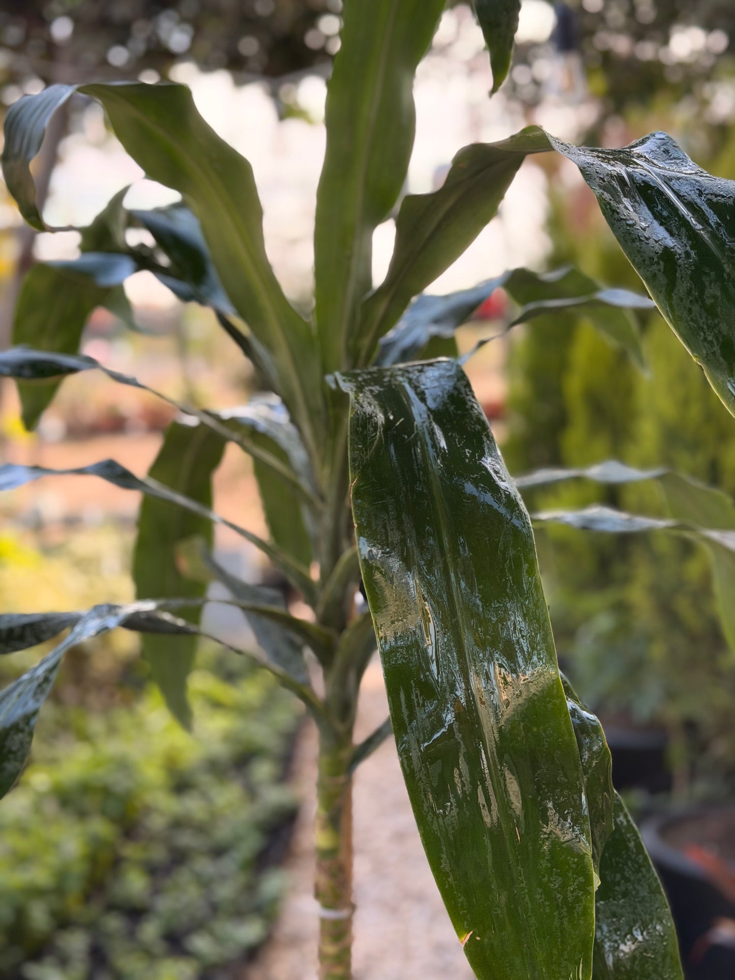 Dracaena Corn