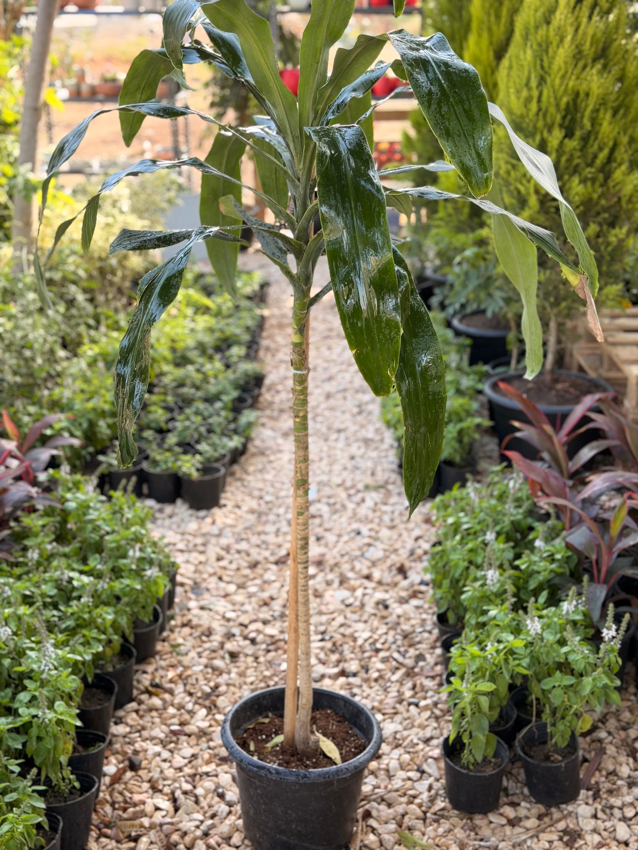 Dracaena Corn