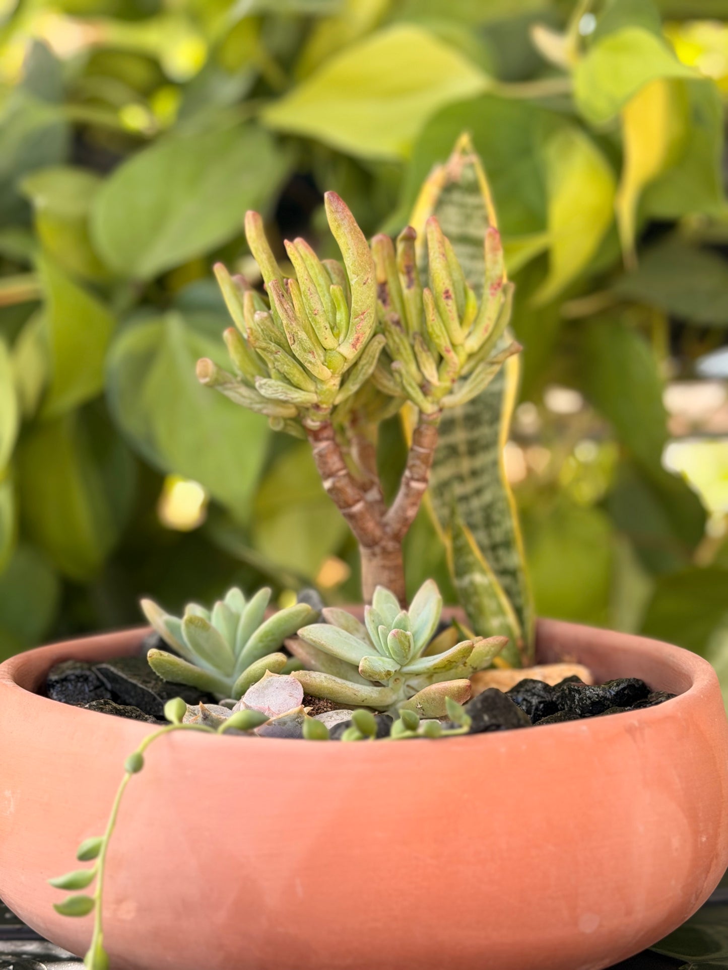 Cactus Garden Raw Bowl