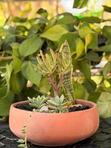 Cactus Garden Raw Bowl