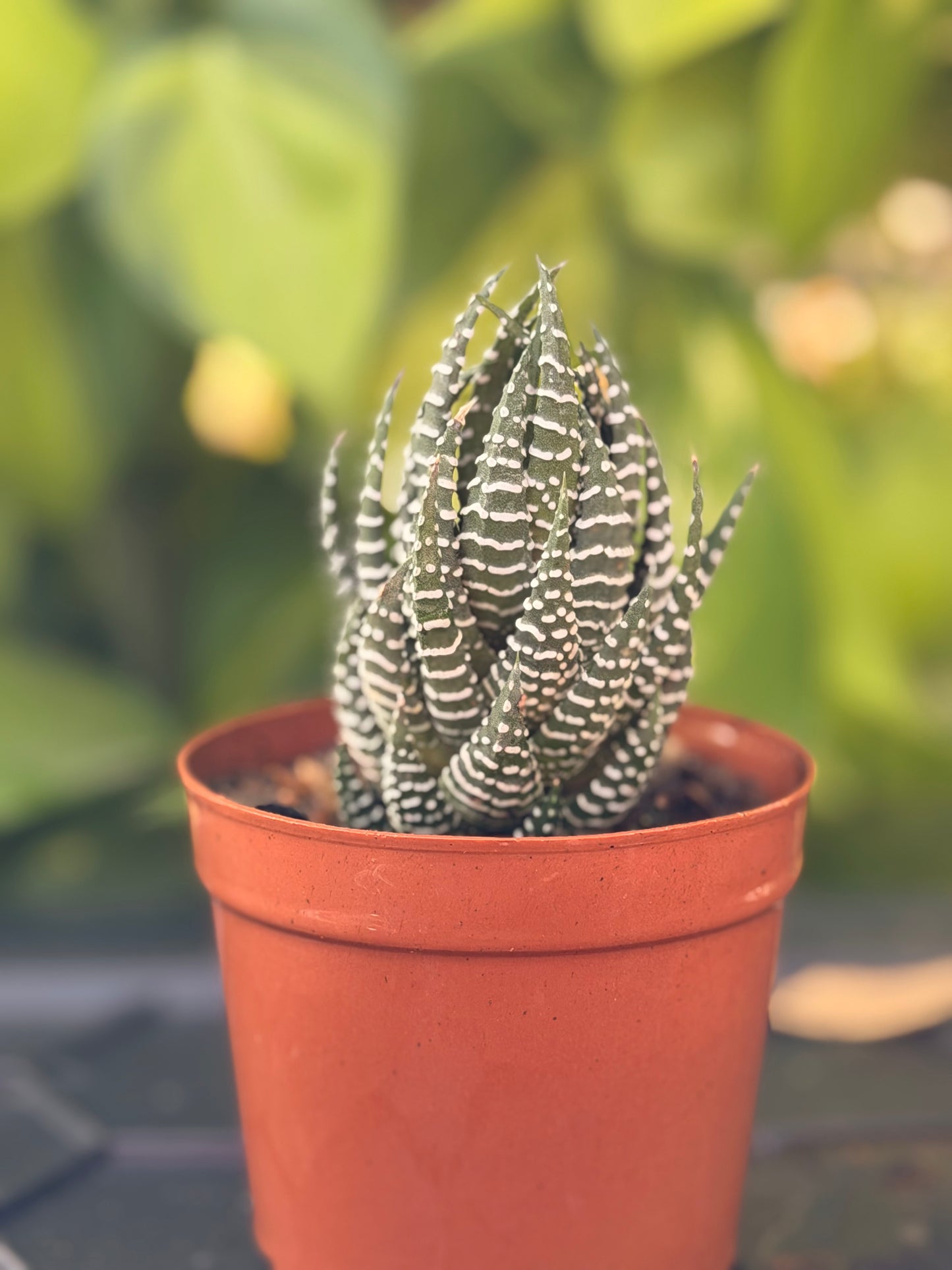 Haworthia