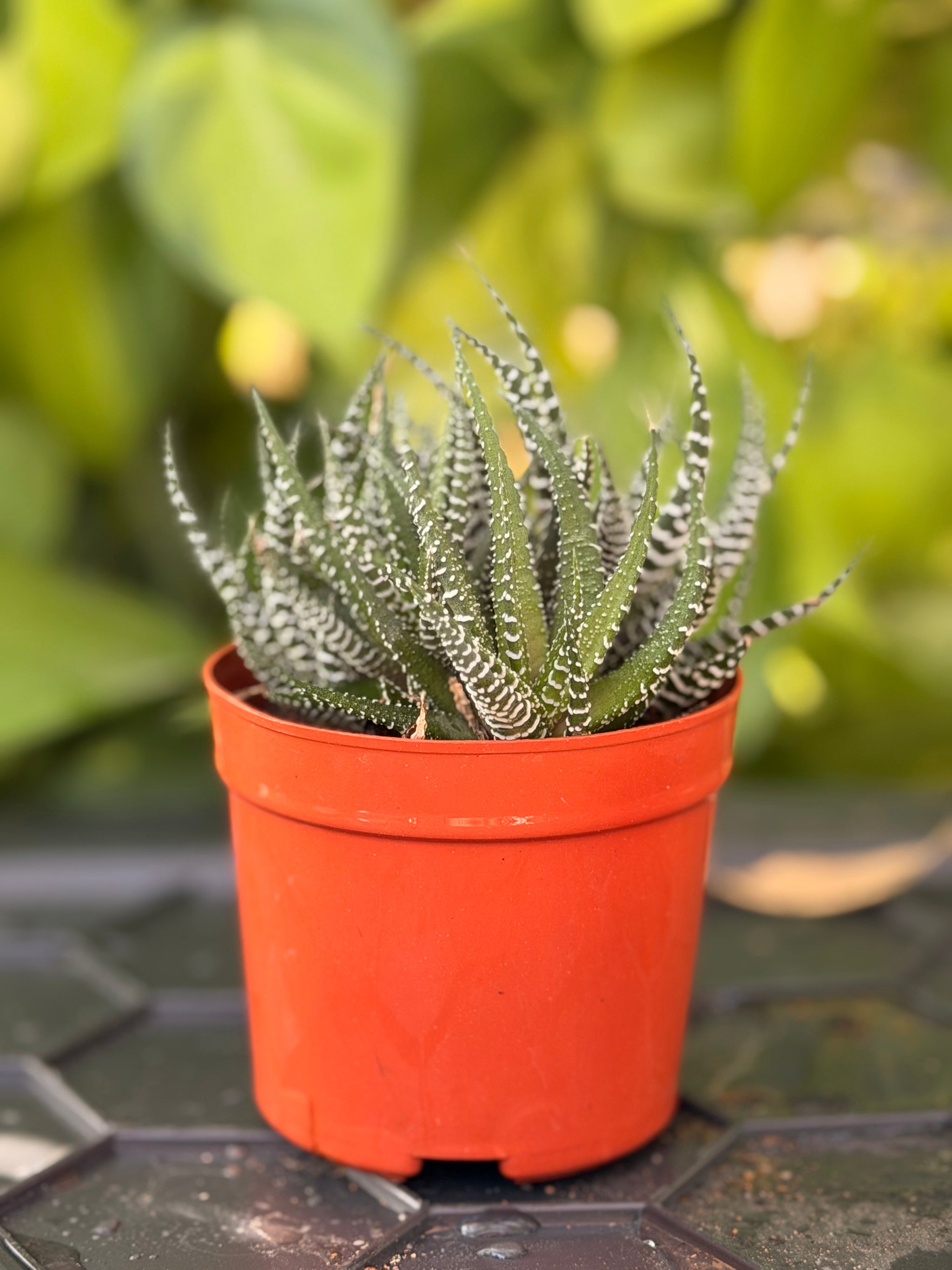 Zebra Haworthia