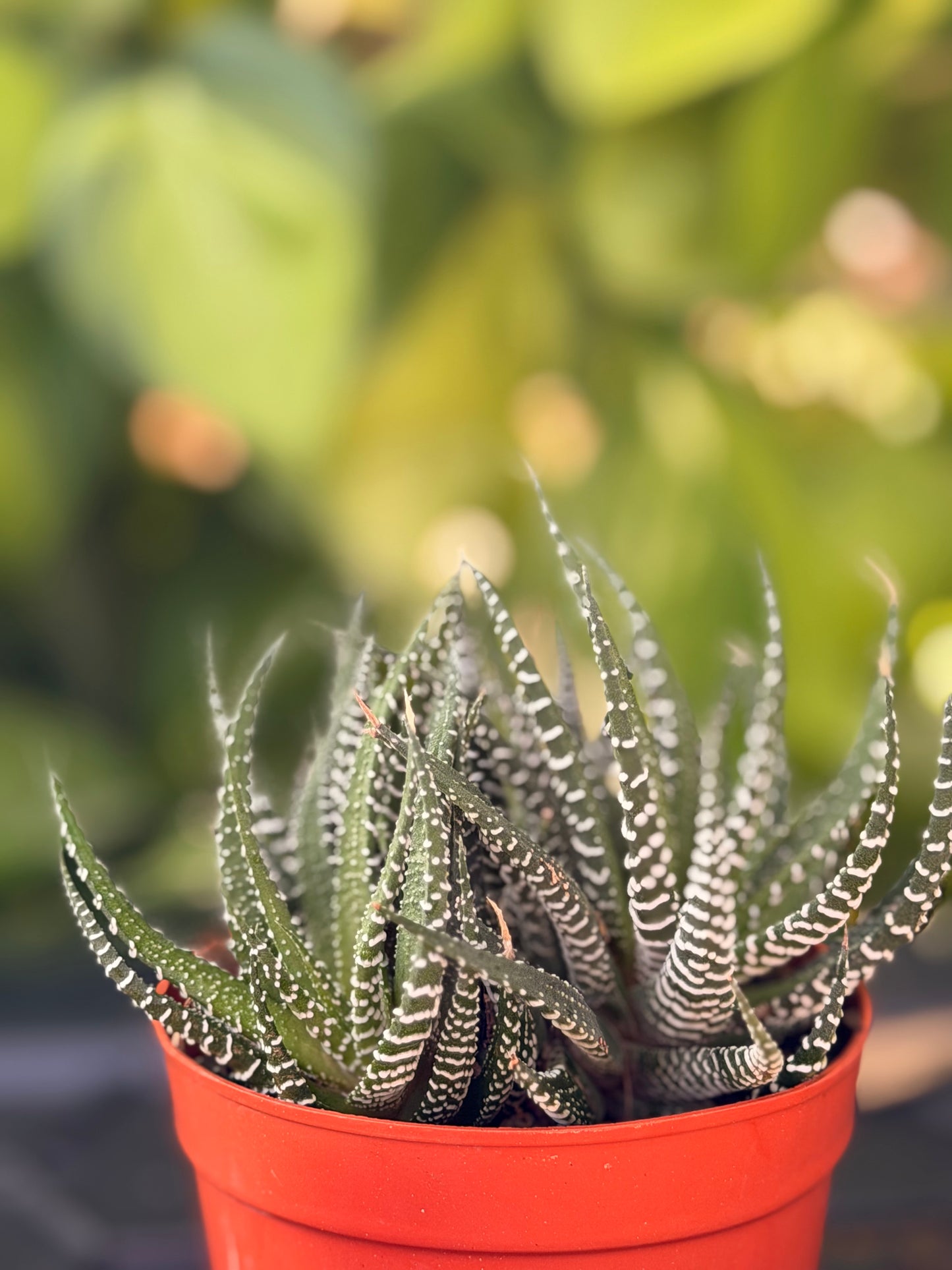 Zebra Haworthia