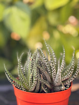 Zebra Haworthia