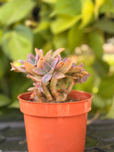 Rosette Cluster Succulent