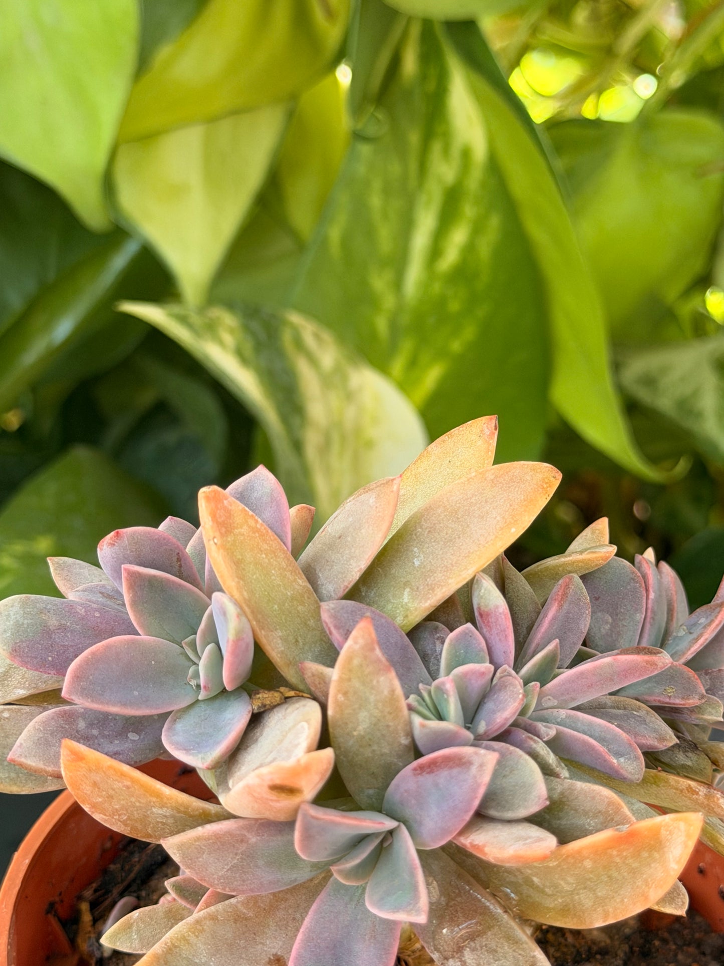 Rosette Cluster Succulent