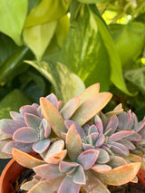 Rosette Cluster Succulent