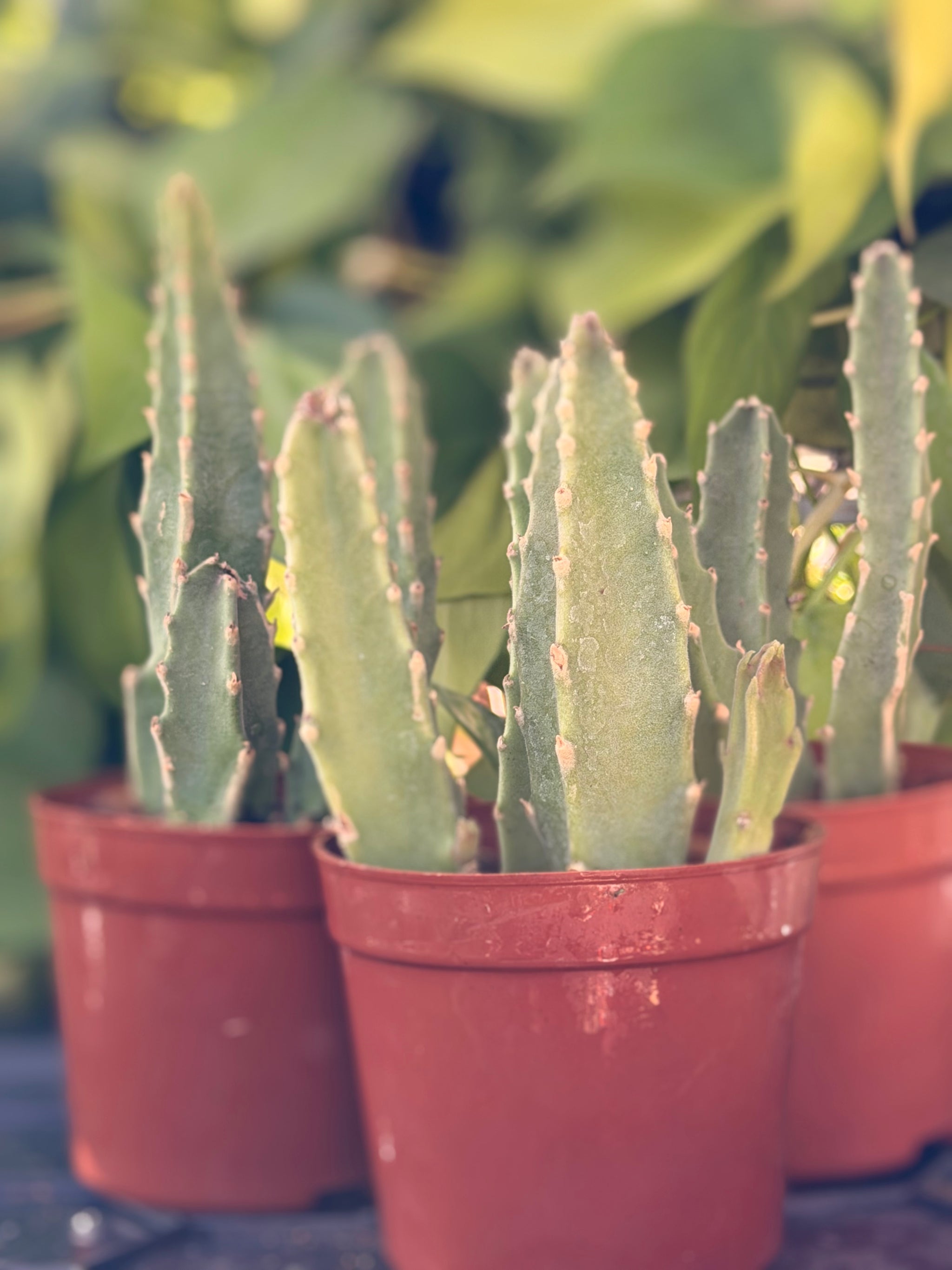 Euphorbia Trigona