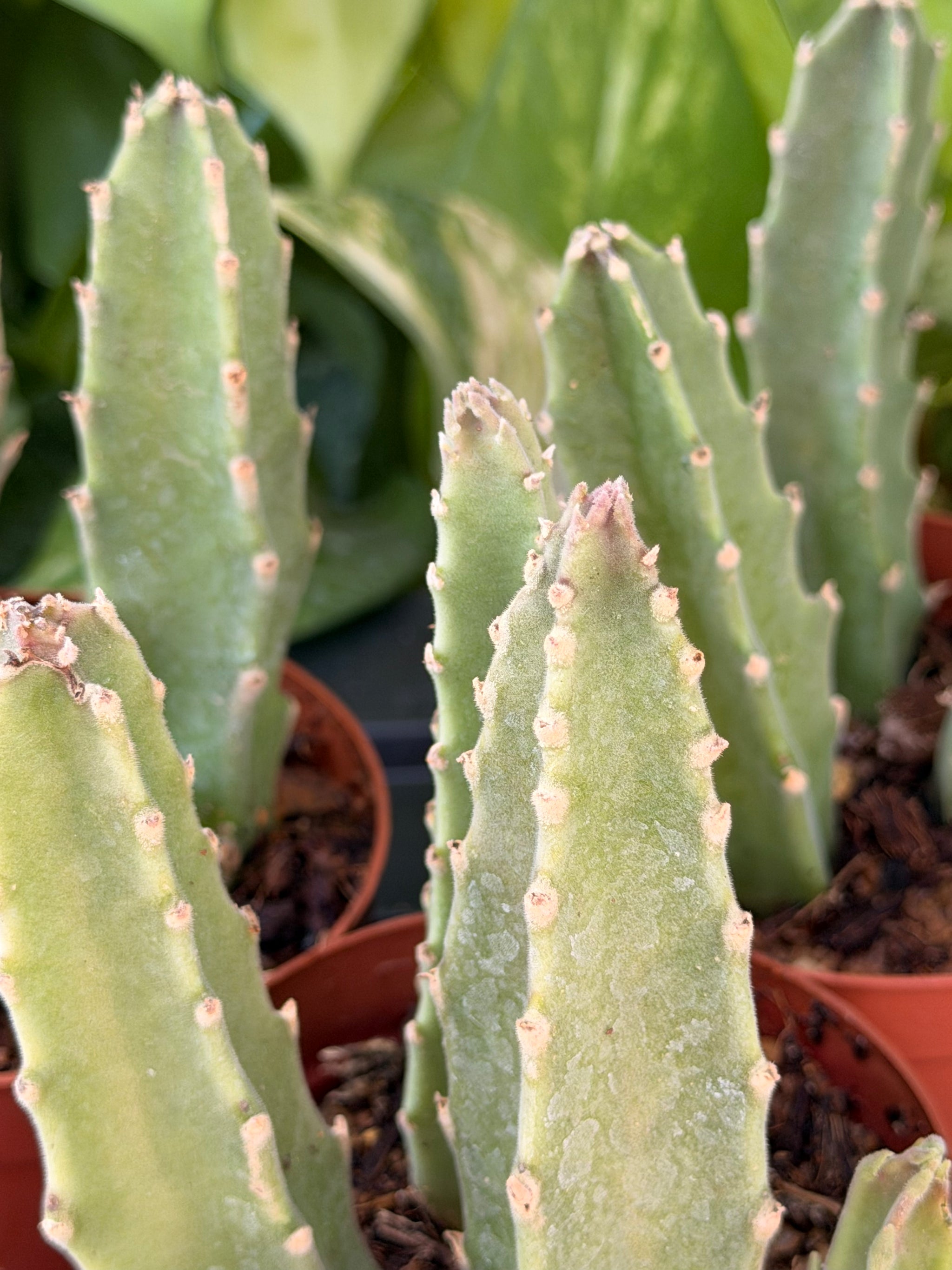 Euphorbia Trigona