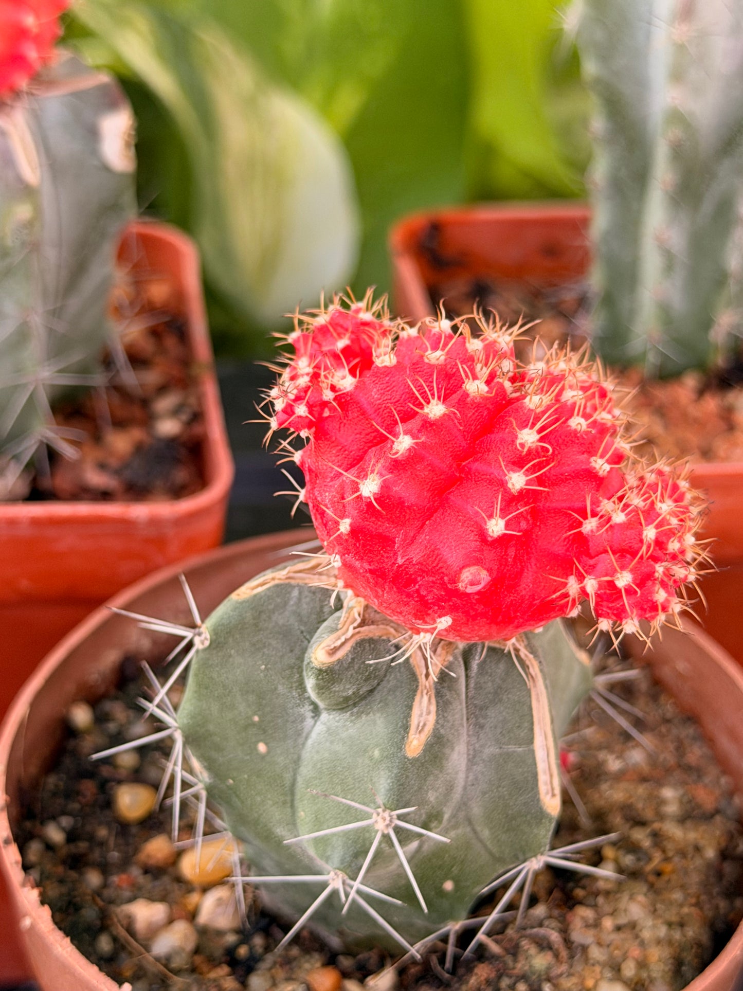 Gymnocalycium