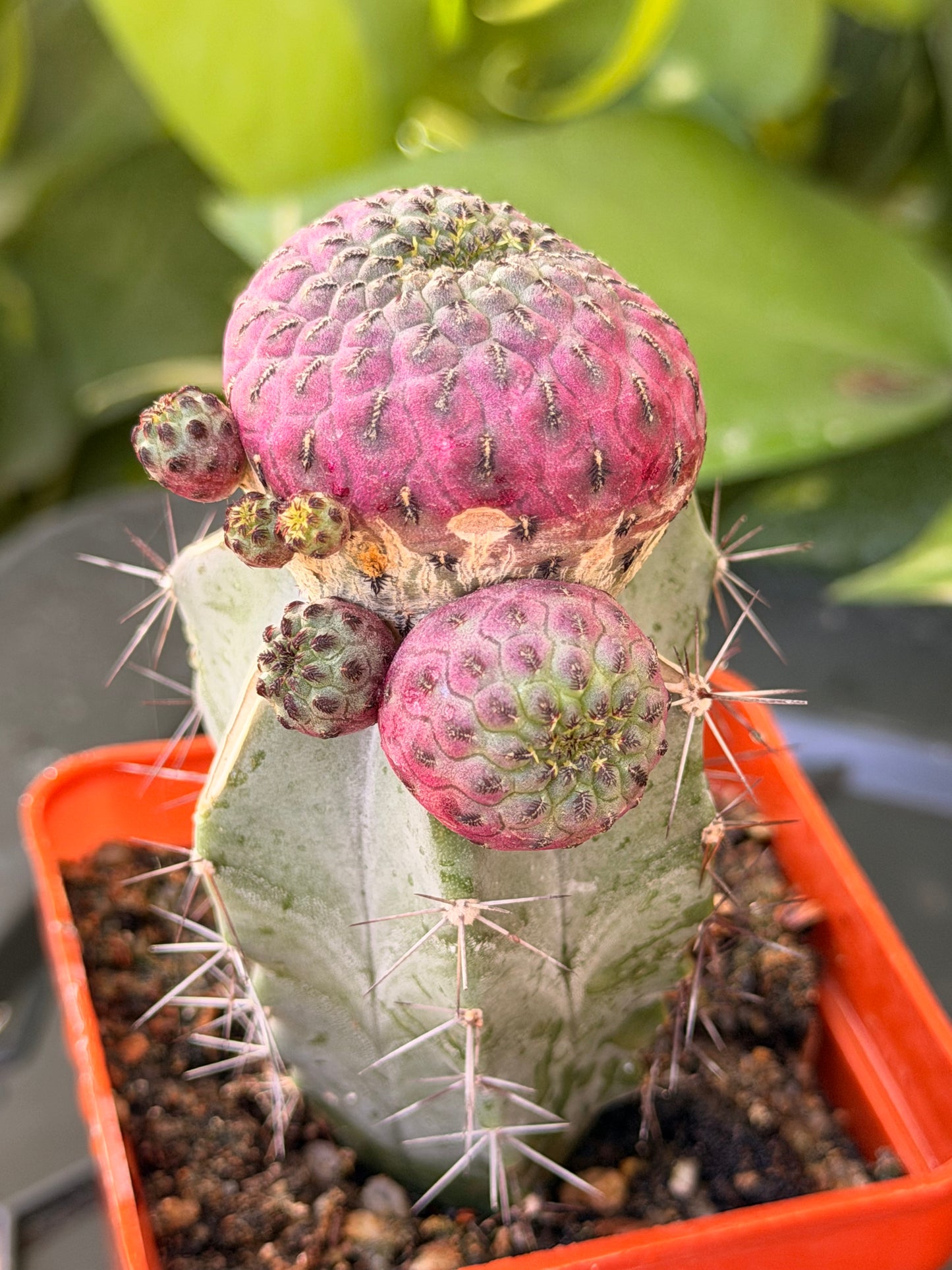 Gymnocalycium