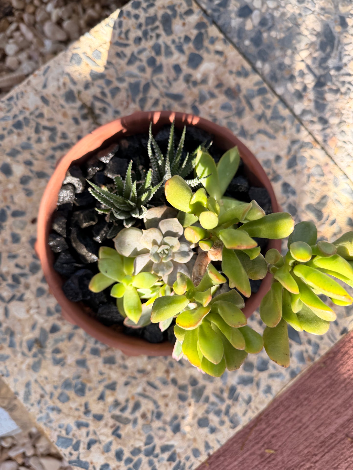 Bubble Cactus Garden