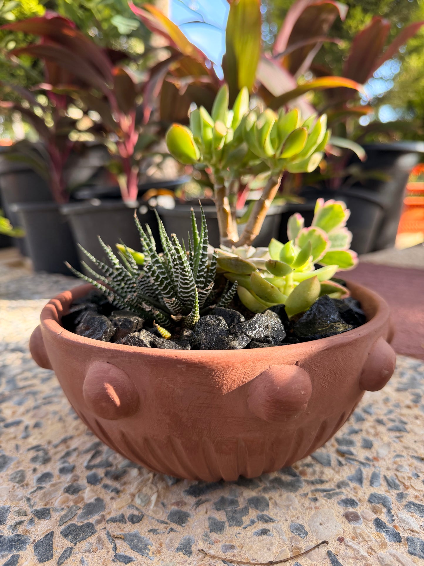 Bubble Cactus Garden