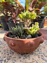 Bubble Cactus Garden