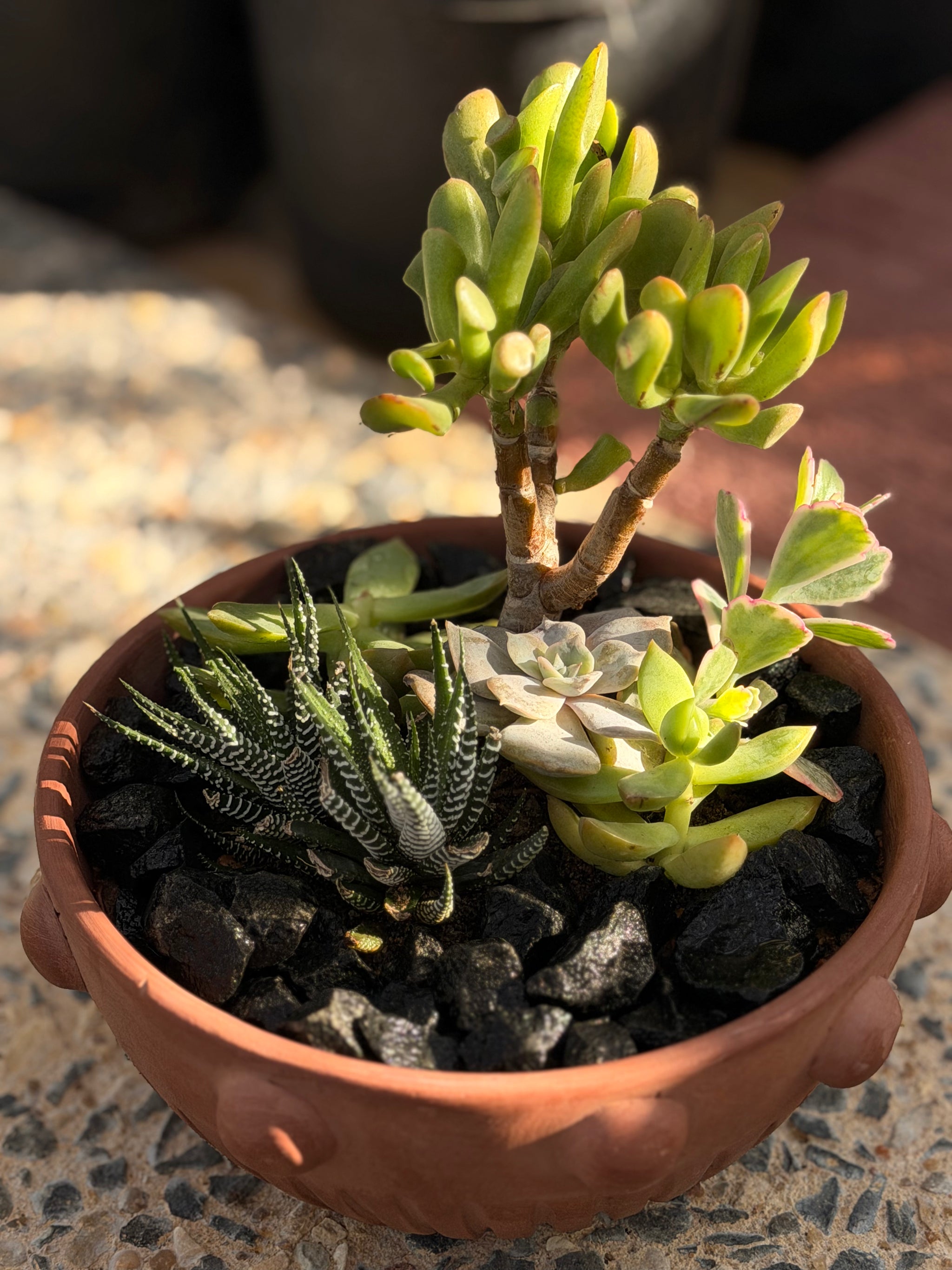 Bubble Cactus Garden