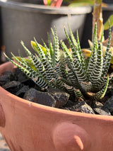 Bubble Cactus Garden