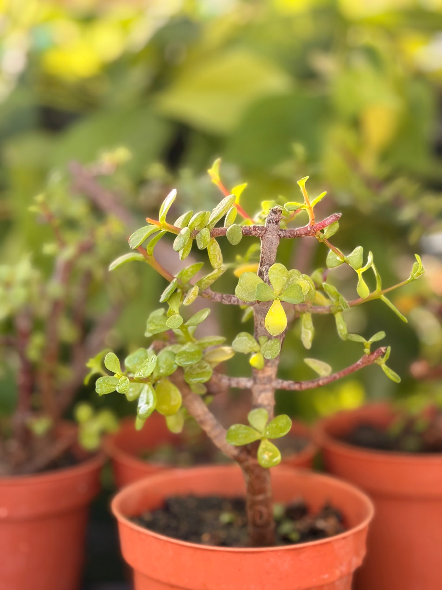 Dwarf Jade