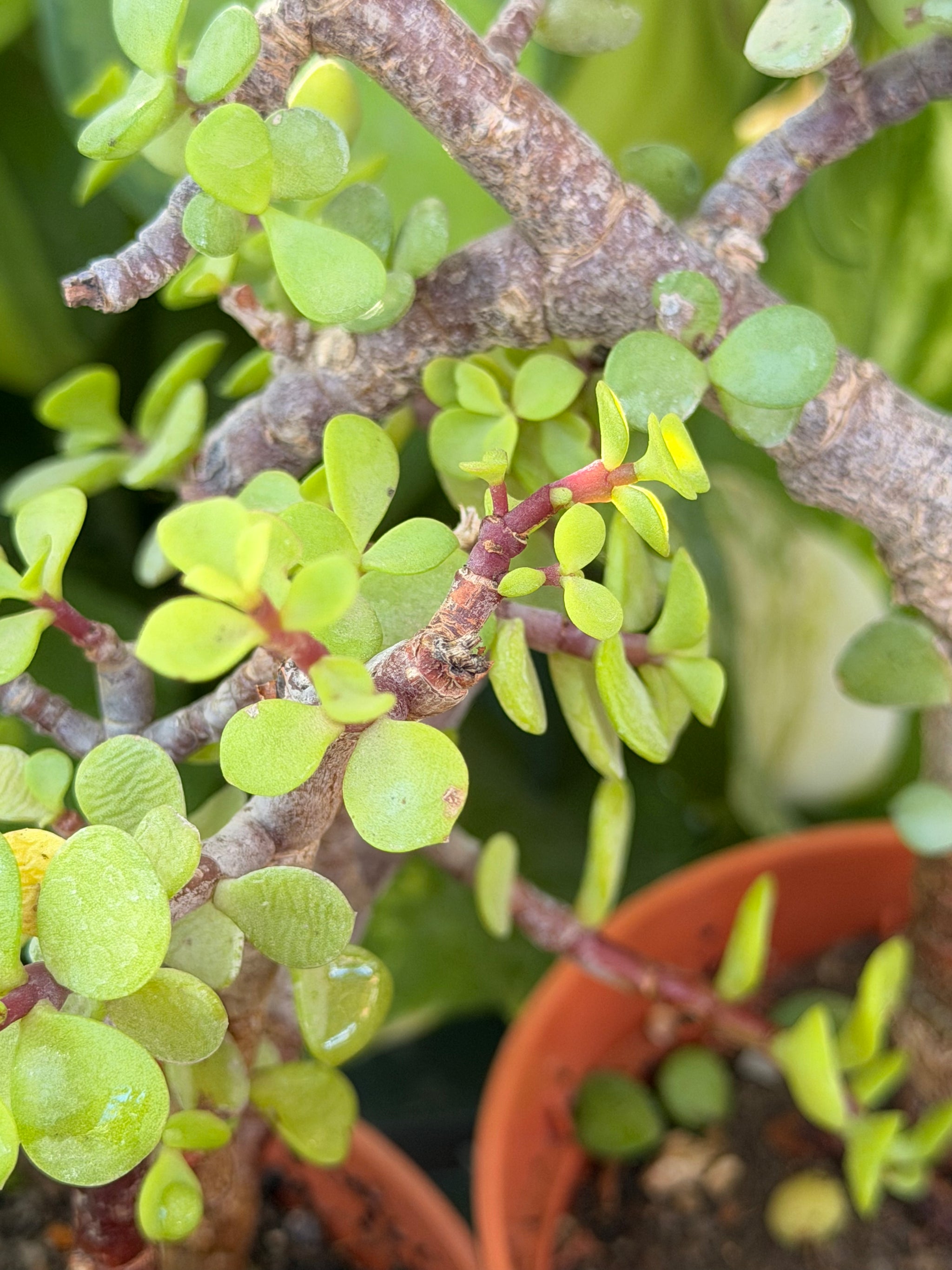 Dwarf Jade