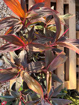 Cordyline