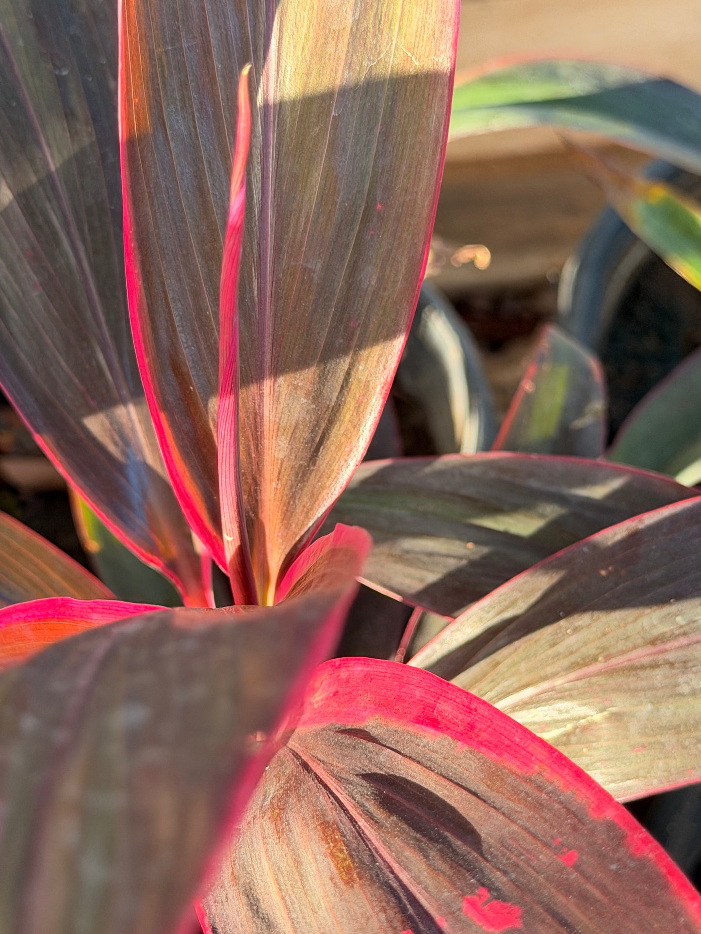 Cordyline