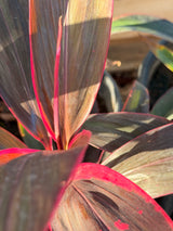 Cordyline