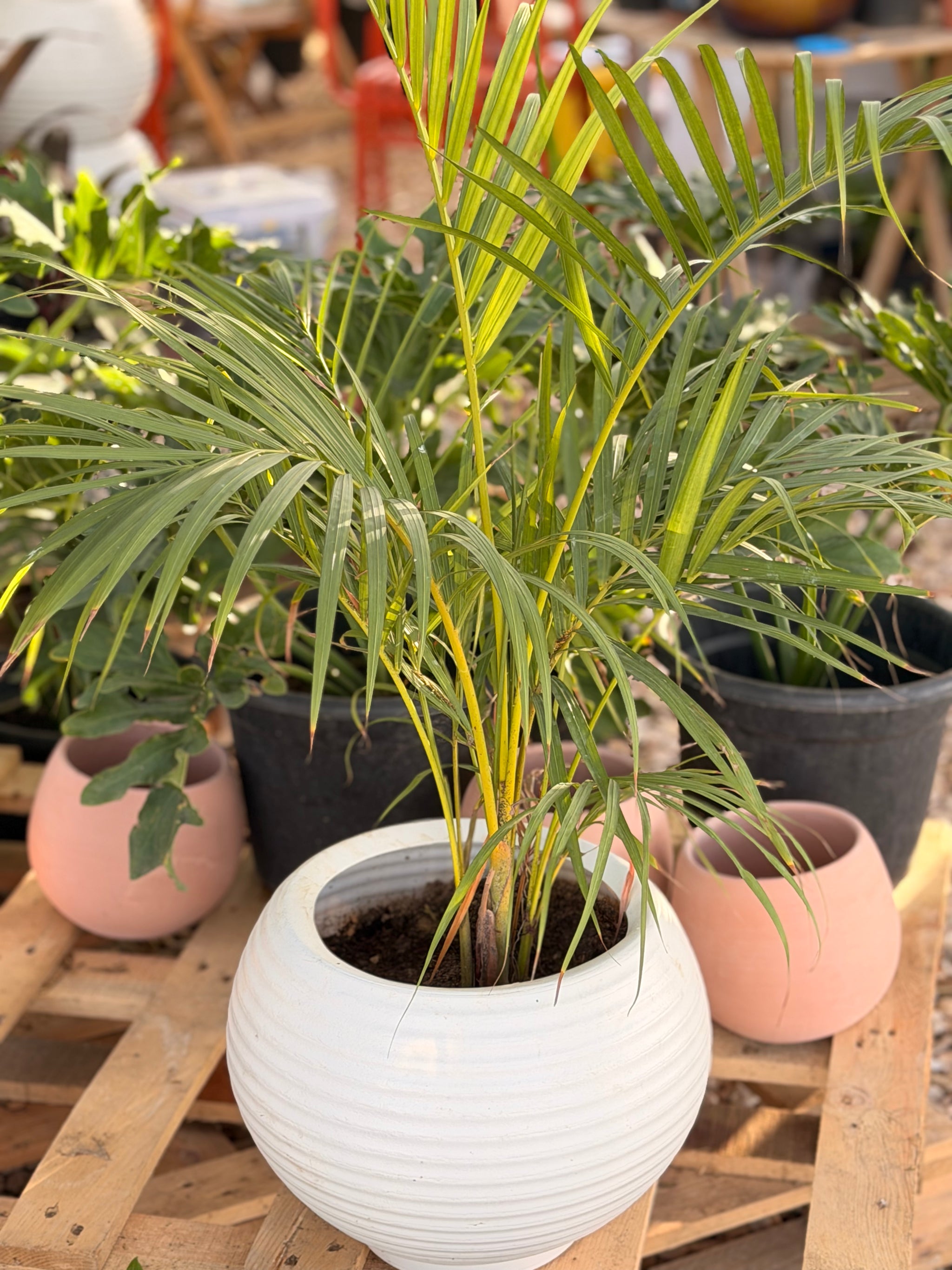 Areca Palm