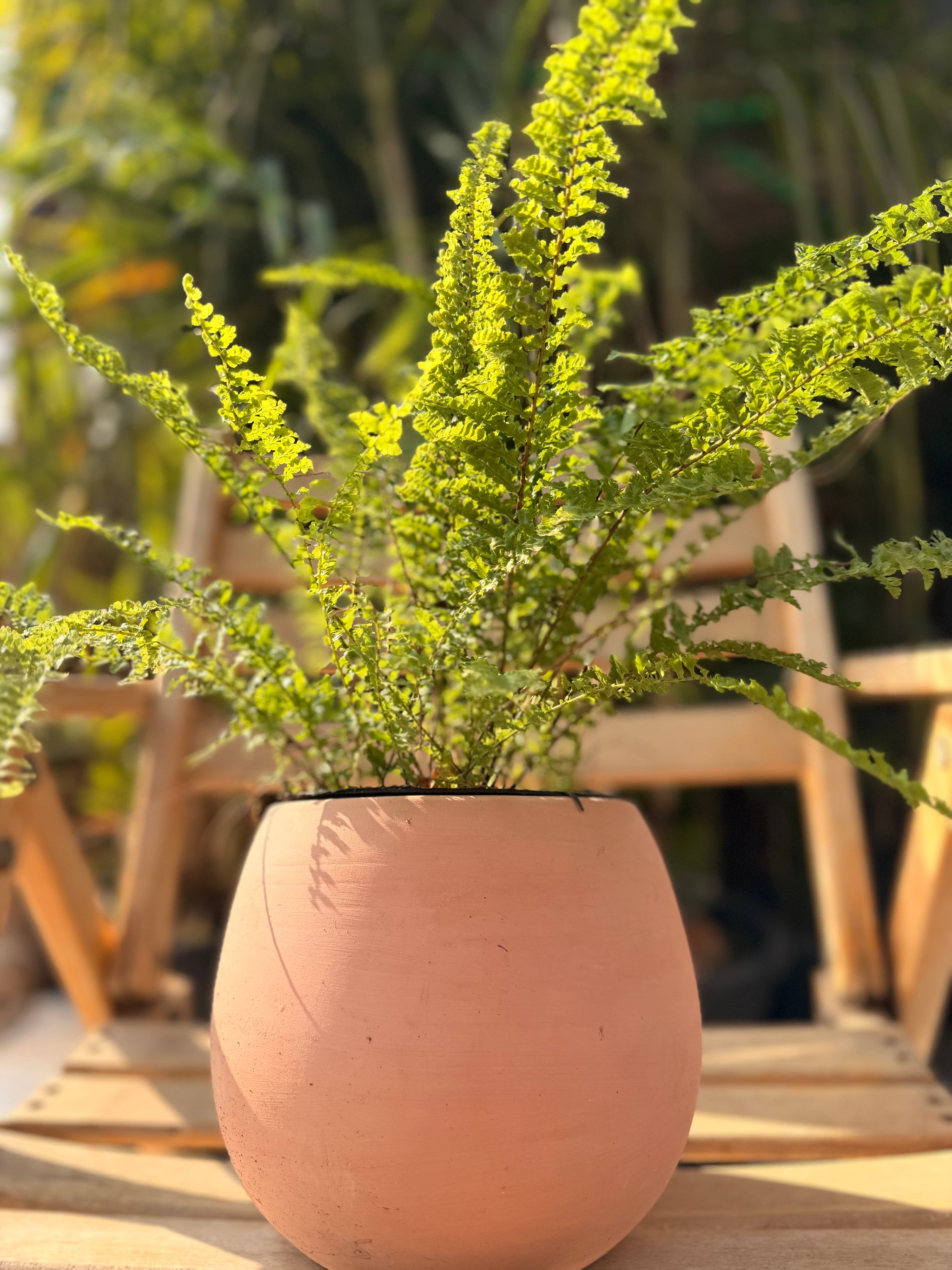 Plain Terracotta Pot