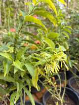 Night Jasmine - Cestrum nocturnum