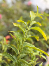 Night Jasmine - Cestrum nocturnum