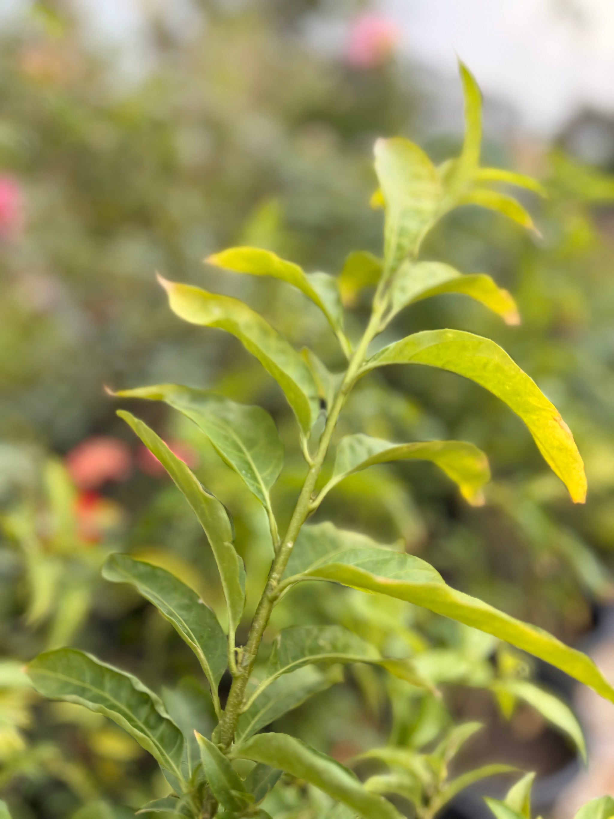 Night Jasmine - Cestrum nocturnum