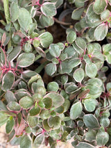 Variegated Kalanchoe