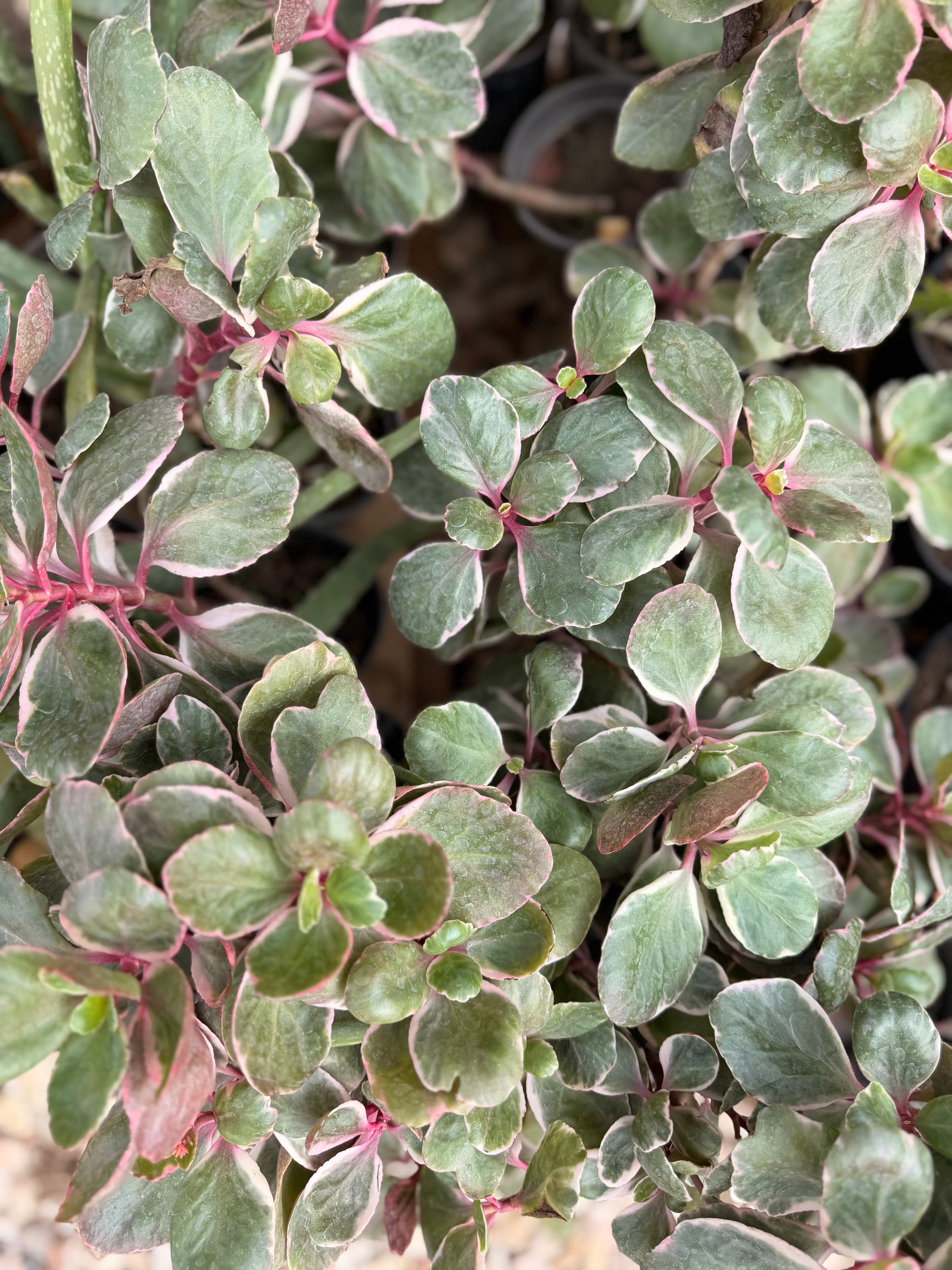 Variegated Kalanchoe