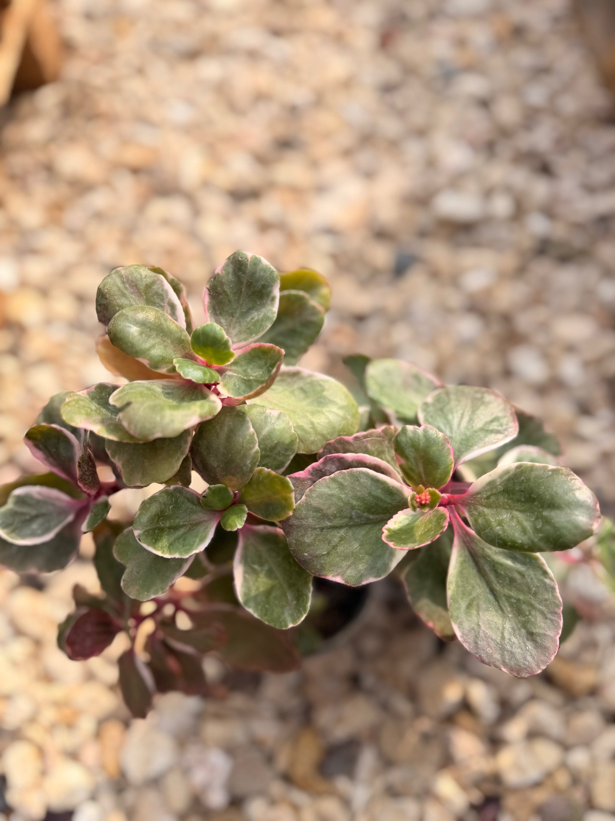 Variegated Kalanchoe