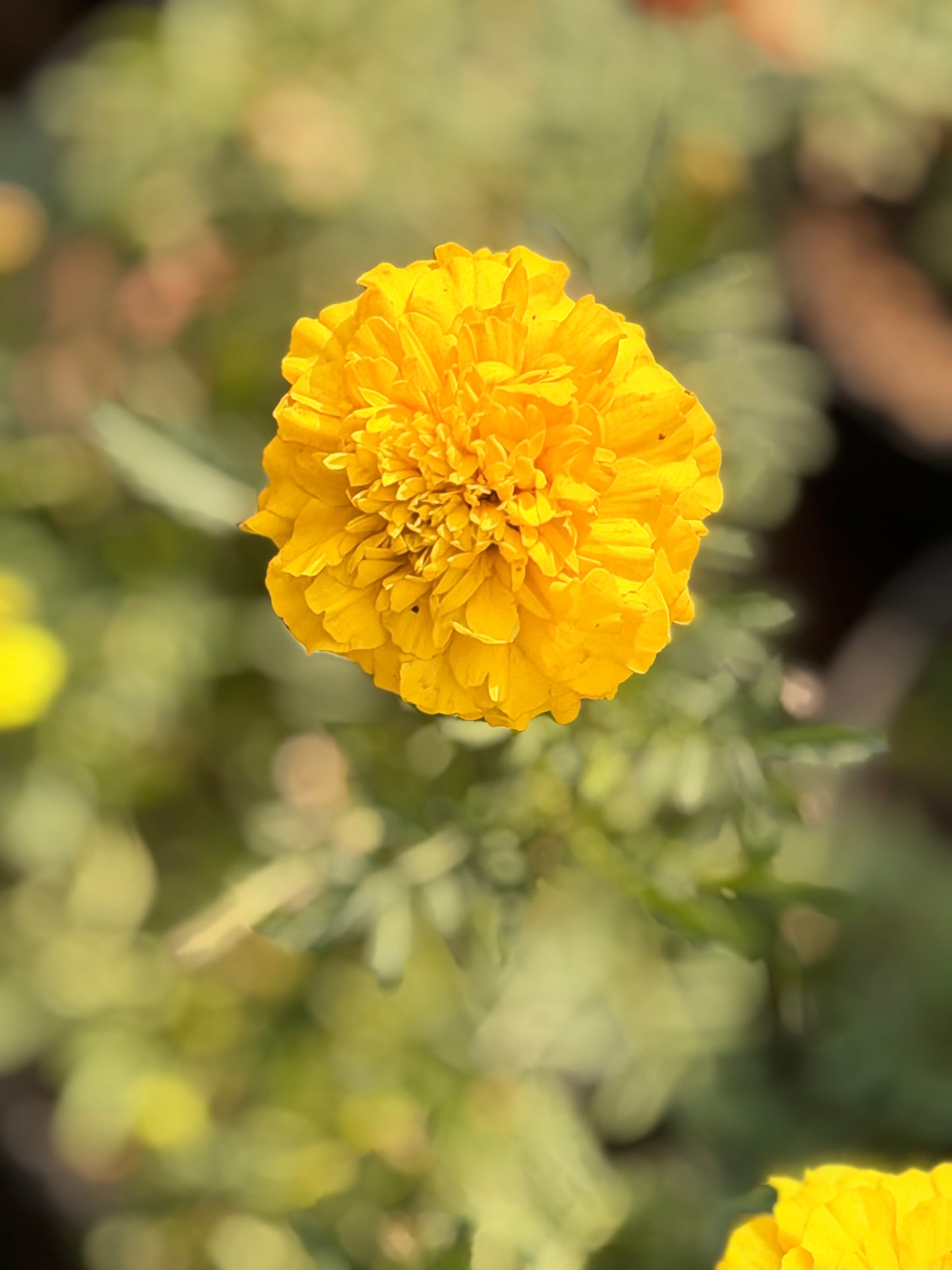 Marigold