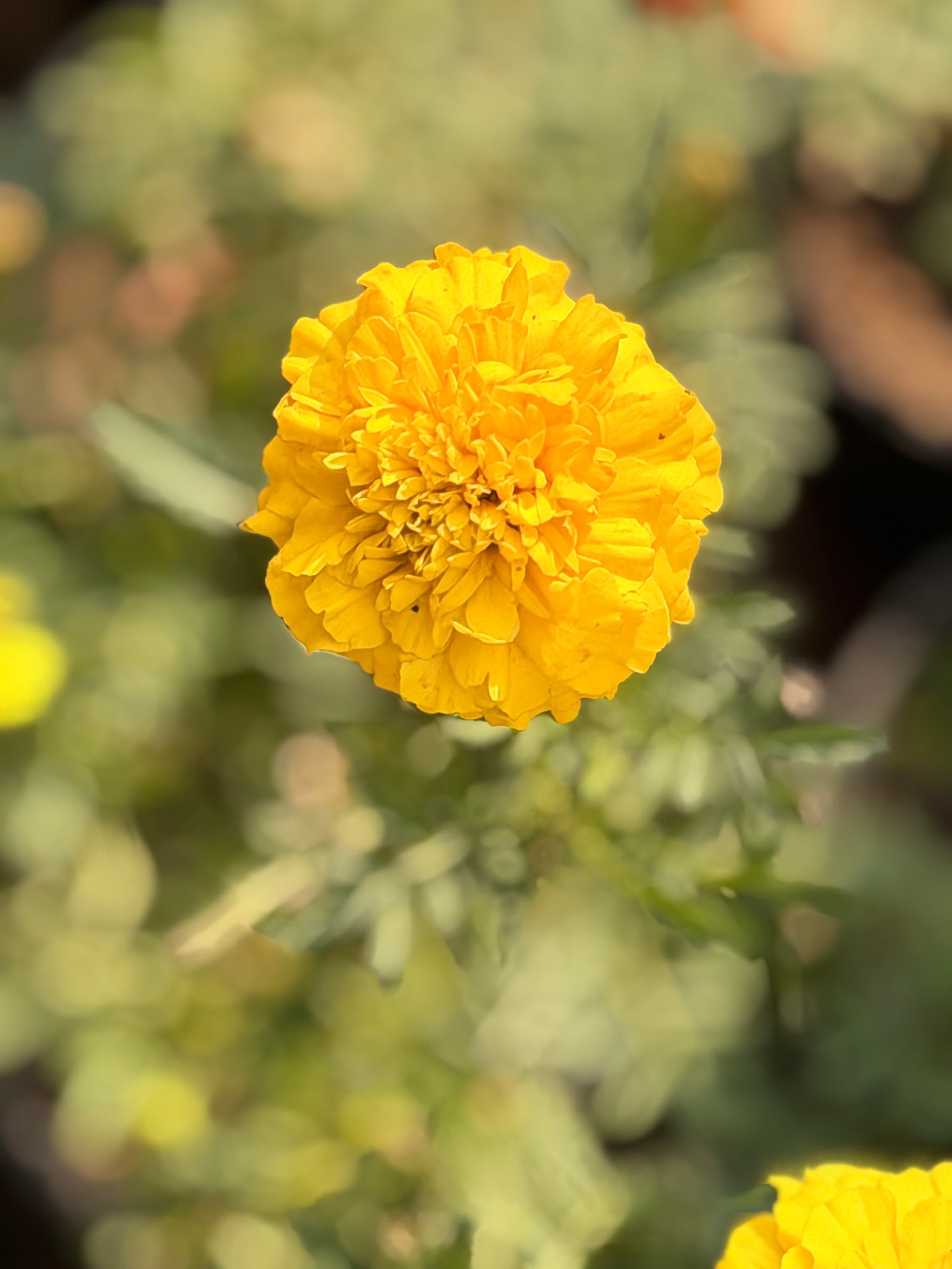 Marigold