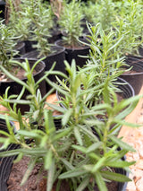 Rosemary