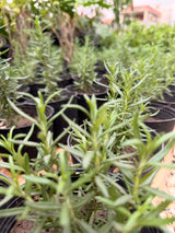 Rosemary