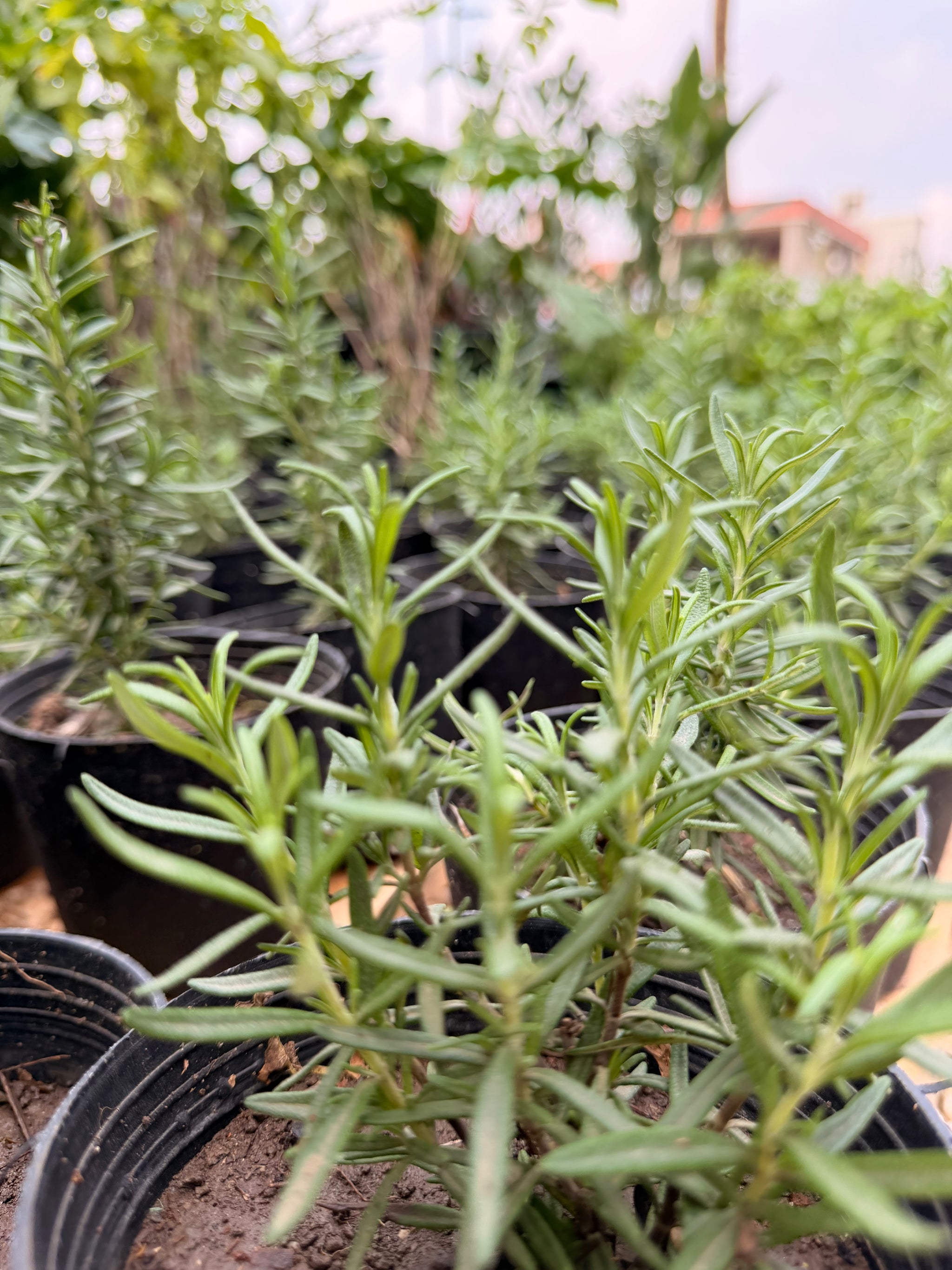 Rosemary