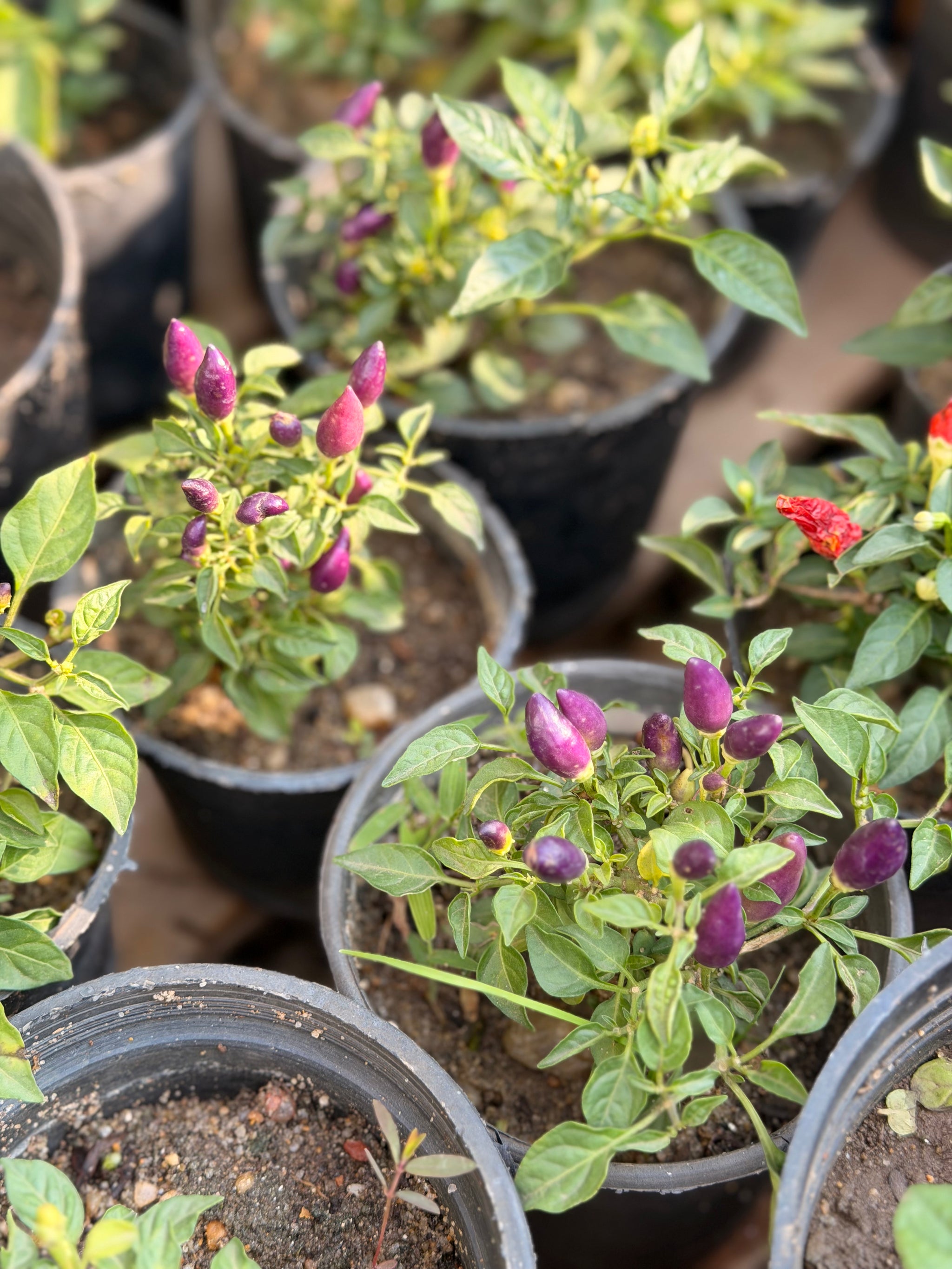 Ornamental Chili Peppers