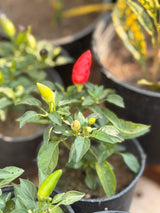 Ornamental Chili Peppers