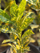 Gold Dust Croton