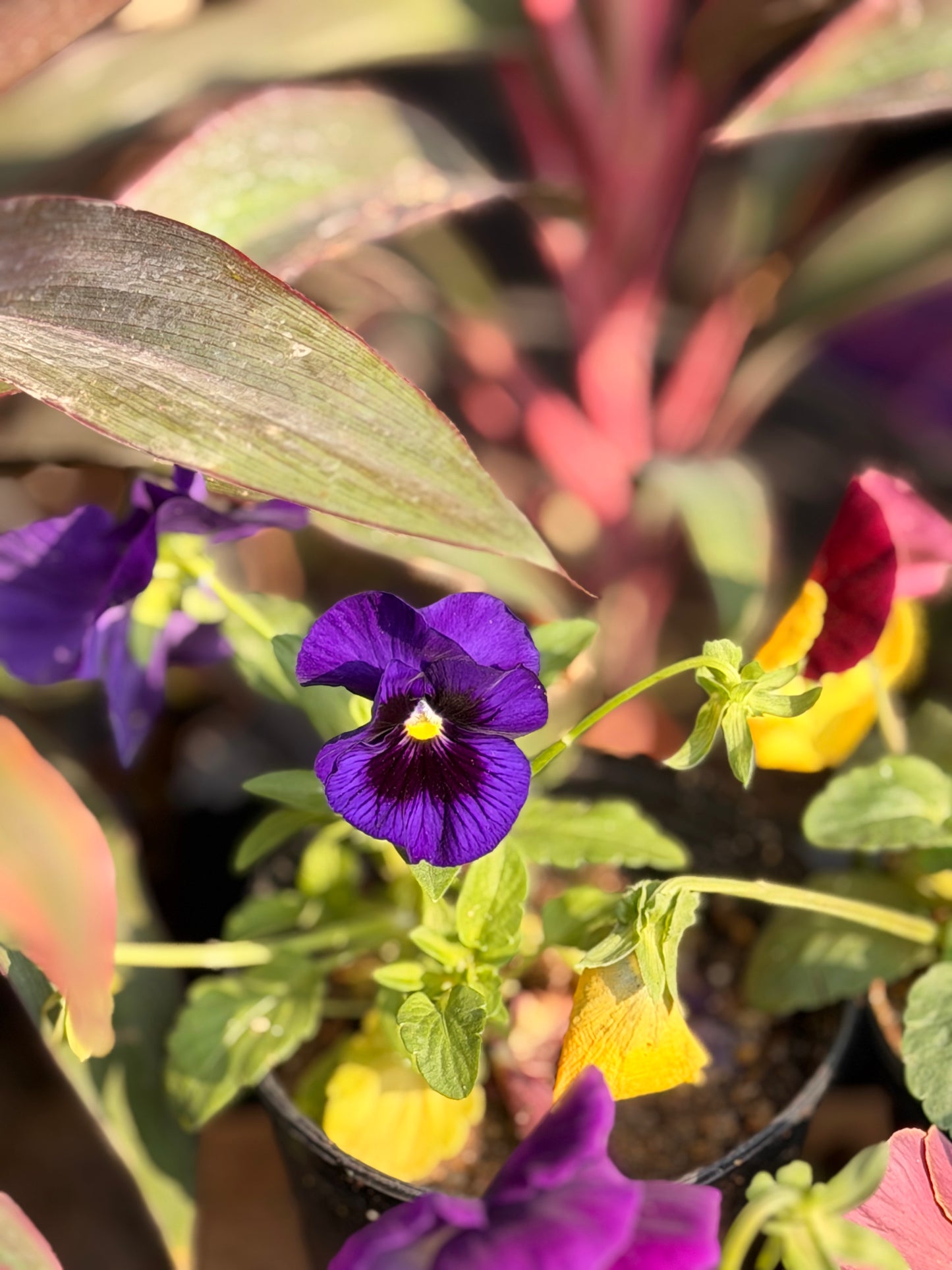 Pansy Flower